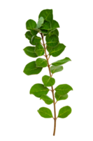 leaf vine Isolate on transparent background PNG file