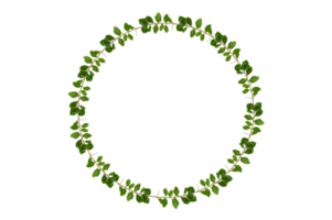 leaf vine circle Isolate on transparent background PNG file