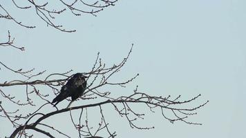 corvi su albero video