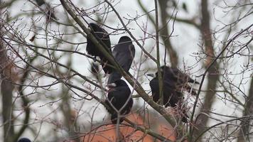 Ravens on tree video