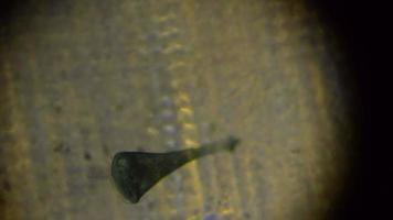 stentor polymorphus considerando o microscópio. stentor polymorphus se move em uma gota de água video