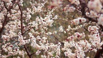 bianca fiori su un' albero nel il primavera pioggia arriva video