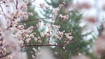 bianca fiori su un' albero nel il primavera pioggia arriva video