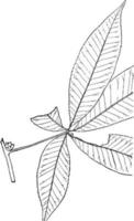 género aesculus, l. buckeye, ilustración vintage de castaño de indias. vector