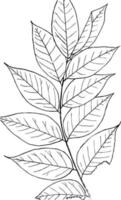 género gymnocladus, lam. ilustración vintage del árbol de café. vector
