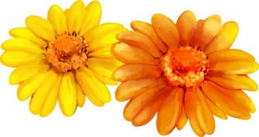 Two daisy flowers vector