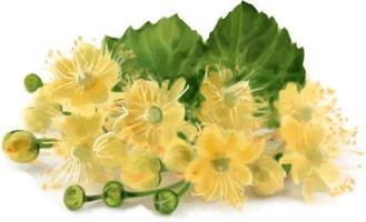 ramo de flores dibujo vectorial de color acuarela. tema de la miel. vector