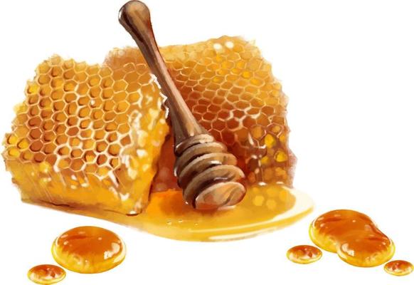 Honey spoon and honeycomb watercolor color vector drawing. Honey theme.