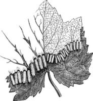 larva, ilustración vintage. vector