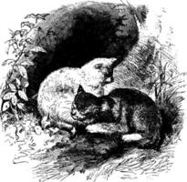 gatos, ilustración vintage. vector