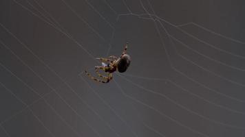 Spider Garden spider Araneus weaves a web video