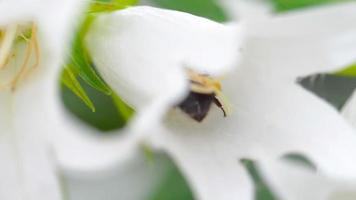 Bumblebee on flower of Campanula alliariifolia, slow motion video