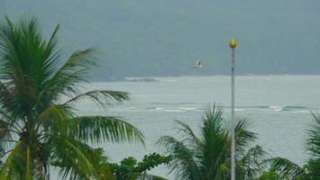 bra vit häger flugor över de bana på phuket flygplats video