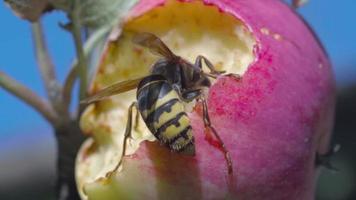 The hornet insect feeds on an overripe apple on the tree. Hornets genus of public wasps video