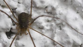 Macro shot of Harvestmen. Daddy longlegs spider sitting on leaf and crawls away. Spider insect, macro video