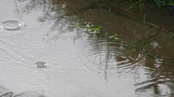 Raindrops dripping into a puddle. Summer and autumn concept video