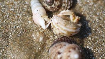 Hermit crab on sand beach. Scenic summer in tropic. Shell mobile safety home. Cancer hermit crawls. Protective mobility in marine environments video