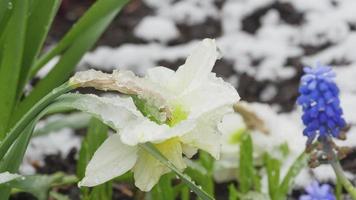 Spring flower white Narcissus under the snow. Snowfall on the first flowers. Early spring with flowers and snow video