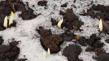 The last snow and ice floes melt in the spring sun and go into the soil. The first sprouts of spring flowers grew from the soil. Snow melting time lapse
