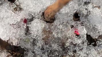 Time Lapse shot of melting snow unveiling peony sprout video