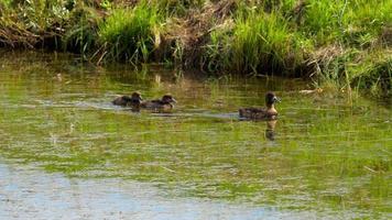 famiglia dell'anatra del germano reale sullo stagno video