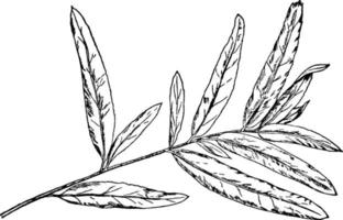 Willow-Oak Leaf vintage illustration. vector