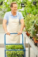 I love my job. Front view of handsome mature man in apron using a cart full of potted plants and while standing in a greenhouse photo