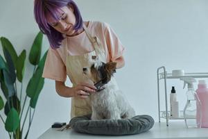 Confident young woman combing little dog at the grooming salon photo