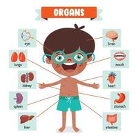 Cartoon Drawing Of Human Organs vector