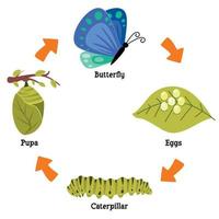el ciclo de vida de la mariposa vector
