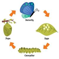 The Life Cycle Of Butterfly vector