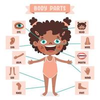 Cartoon Drawing Of Human Body Parts vector