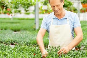trabajando en un entorno verde. retrato de hombre en delantal cuidando plantas mientras está de pie en invernadero foto