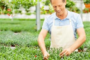 Working in green environment. Portrait of man in apron taking care of plants while standing in greenhouse photo