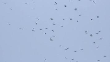 kudde van vogelstand in de lucht video