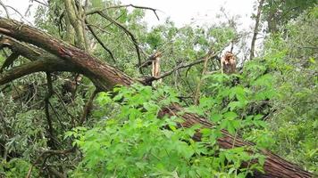 Hurrikane, Taifune und tropische Wirbelstürme sind die stärksten und zerstörerischsten Wetterphänomene der Erde und treffen jedes Jahr mehrere Länder auf der ganzen Welt. video