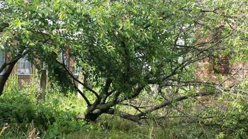 Hurrikane, Taifune und tropische Wirbelstürme sind die stärksten und zerstörerischsten Wetterphänomene der Erde und treffen jedes Jahr mehrere Länder auf der ganzen Welt. video