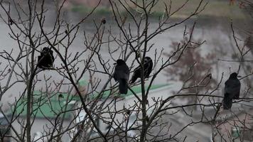 corvos na árvore video
