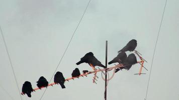 corbeaux sur arbre video