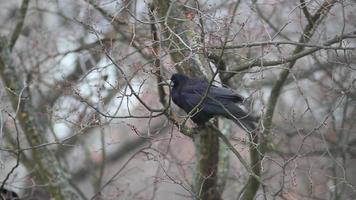 corvi su albero video