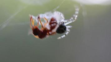 Fly caught in a spider web video