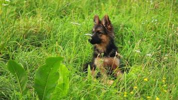 German shepherd with puppies play in green grass video