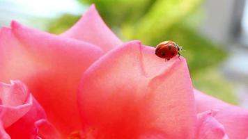 Ladybug on a rose video