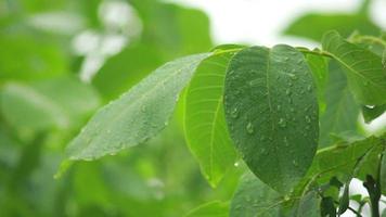 gouttes de pluie tombant sur les feuilles video