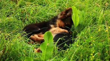 young German Shepherd dog play in green grass with puppies