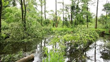 uragani, tifoni e tropicale cicloni siamo il maggior parte potente e distruttivo tempo metereologico fenomeno su terra e sciopero multiplo paesi in giro il mondo ogni anno. video