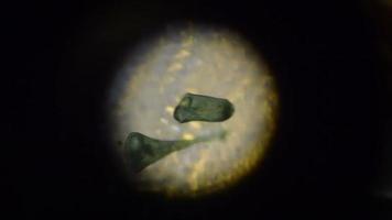 stentor polymorphus compte tenu du microscope. stentor polymorphus se déplace dans une goutte d'eau video