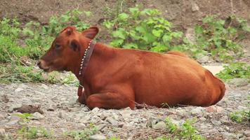 vaca no campo video