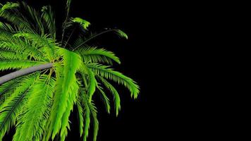 Animation palm tree leaves rustling in the wind, with an alpha channel video