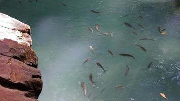 vídeo em HD de peixes nadando em torno de uma piscina de água azul clara. video